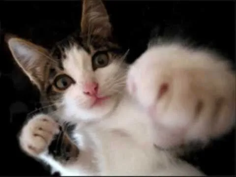 GATOS GRACIOSOS - YouTube