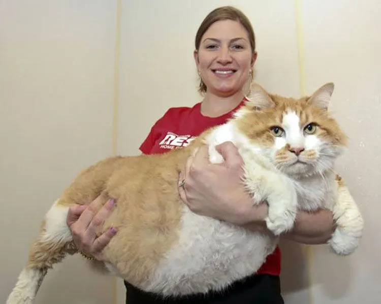 gatos-grandes-5.jpg