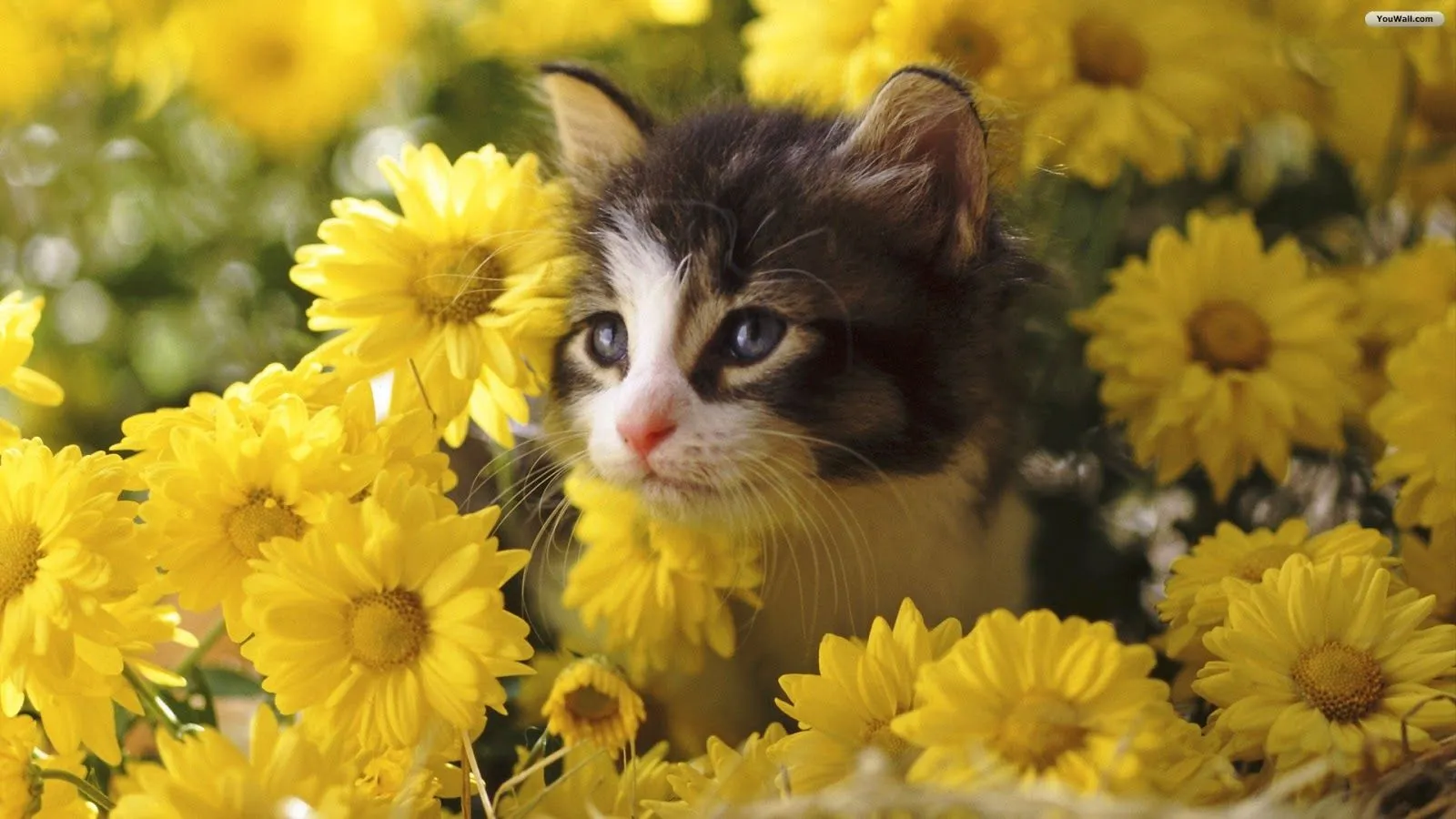 Gatos Sin Guantes *: Los gatos, vienen con flores Gatos Sin Guantes *: Los gatos, vienen con flores