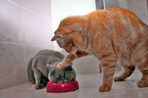 Gatos a la hora de comer