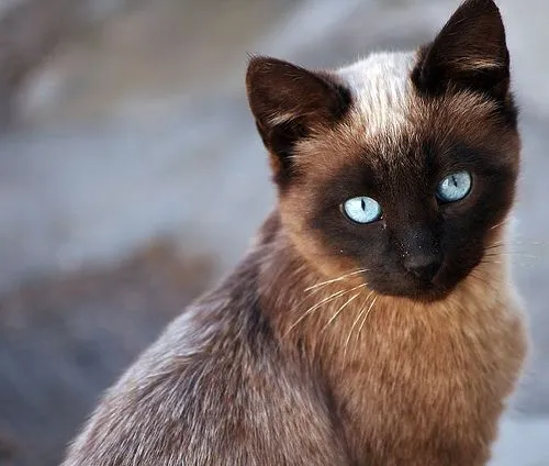 Gato Siamés | Gatos: Toda la información sobre tu gato