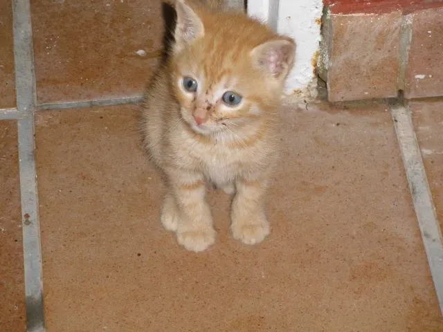 Una De GaToS: Lili, Mar y Tiger, 3 bebés de un mes tirados Una De GaToS: Lili, Mar y Tiger, 3 bebés de un mes tirados