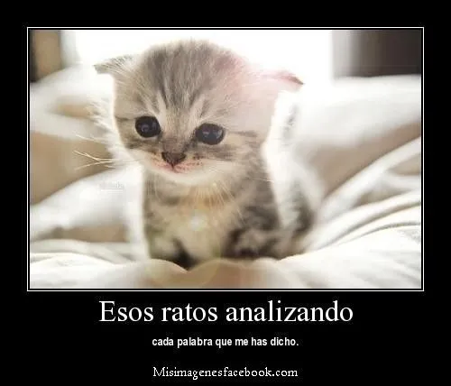 gatos lindos con frases | GATOS | Pinterest | Gatos, Frases and Html