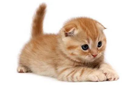 Lindos gatos de raça, gatinhos de estimação que amo e admiro Lindos gatos de raça, gatinhos de estimação que amo e admiro