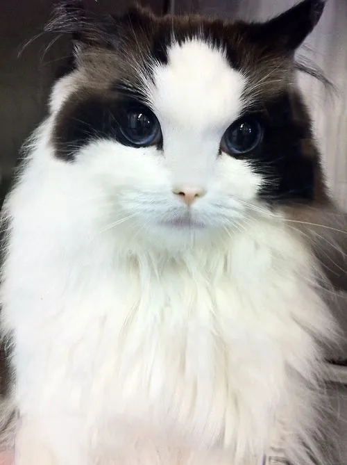 Los 8 gatos más lindos del mundo ~ #Like! ~ Infobae.com