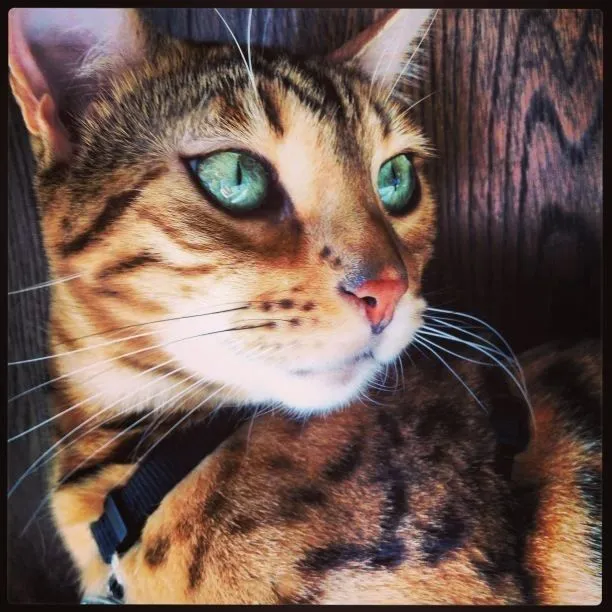 Los 8 gatos más lindos del mundo ~ #Like! ~ Infobae.com