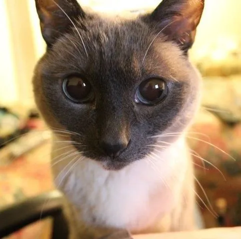 Los gatos más lindos del mundo - REALBEBES.