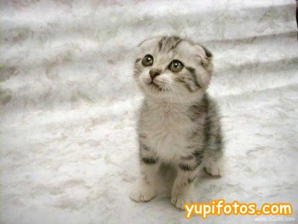Gatos mas lindos y tiernos del mundo - Imagui