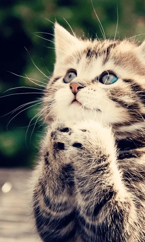 Gatos lindos Wallpapers - Aplicaciones Android en Google Play