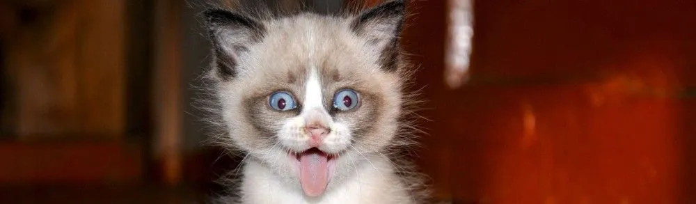 GATOS LOCOS | TODO PARA FACEBOOK IMAGENES PARA FACEBOOK ... GATOS LOCOS | TODO PARA FACEBOOK IMAGENES PARA FACEBOOK ...