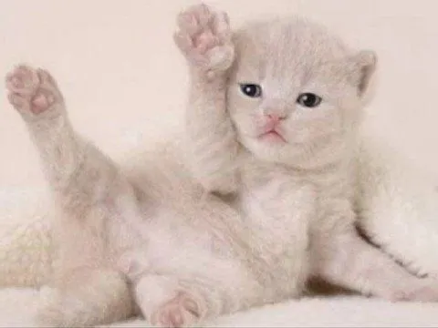 Gatos loucos,mas lindos - YouTube