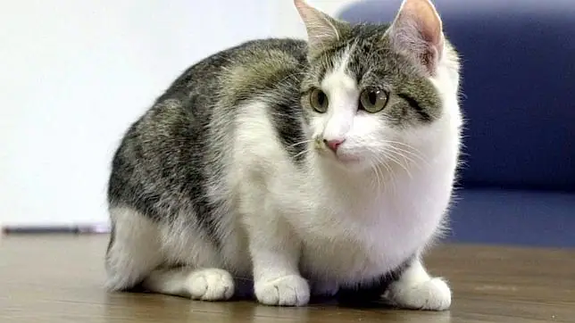 Los gatos matan más animales que los coches o los cebos ...
