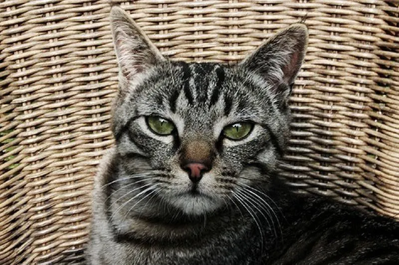 Razas de gatos. MundoGatos.com