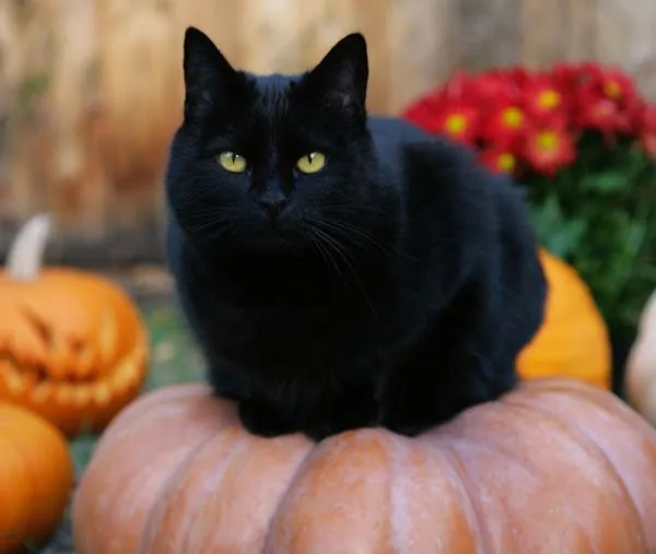 gatos negros | Cuidar de tu gato es facilisimo.