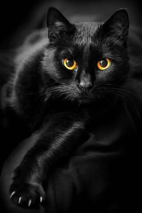 Gatos negros dichos sabios | Rassel es una gata de biblioteca
