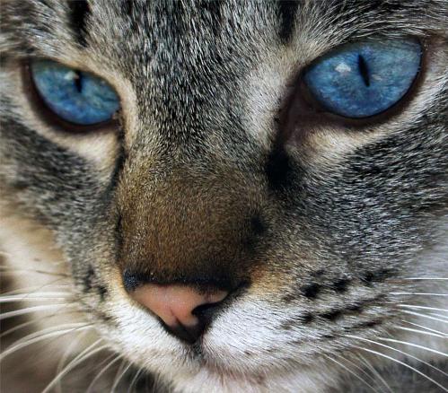 Gatos, ojos, miradas, colores… en fotos