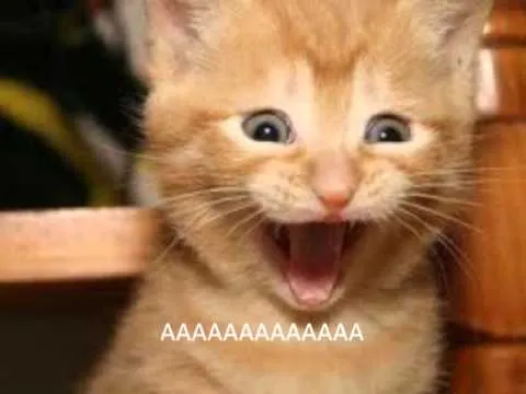 gatos peleando de neto - YouTube