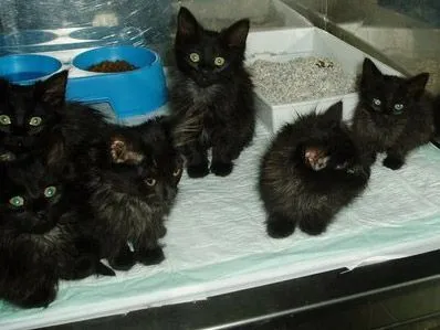 Varios gatos de pelo largo buscan hogar (ADOPTADOS) | En busca de una ...