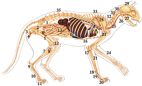 La anatomía de los gatos, de parte a parte | Perros y Gatos Sanos