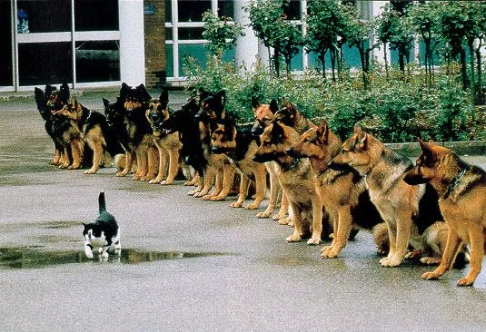 Los Gatos Y Perros Mas Hermosos del mundo y mas.. - Taringa! Los Gatos Y Perros Mas Hermosos del mundo y mas.. - Taringa!