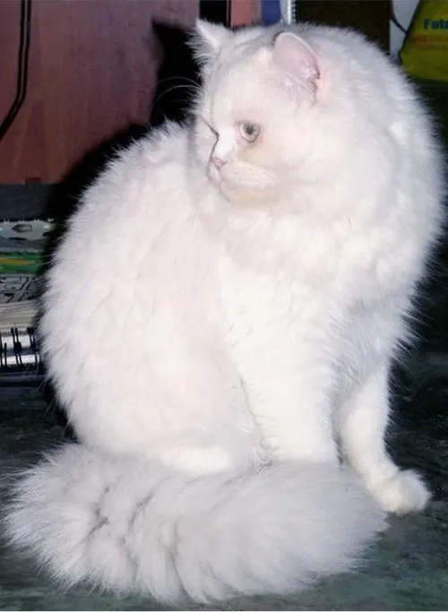 Gatos persa - Articulos Compra-Venta