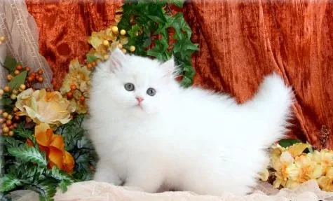 Calidad superior de ojos azules gatitos persa blanco. Ventas. en ... Calidad superior de ojos azules gatitos persa blanco. Ventas. en ...
