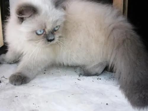 Fotos de GATO PERSA HIMALAYA - Guayas - Animales / Mascotas Fotos de GATO PERSA HIMALAYA - Guayas - Animales / Mascotas