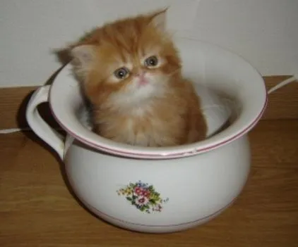gatos persa Imagenes