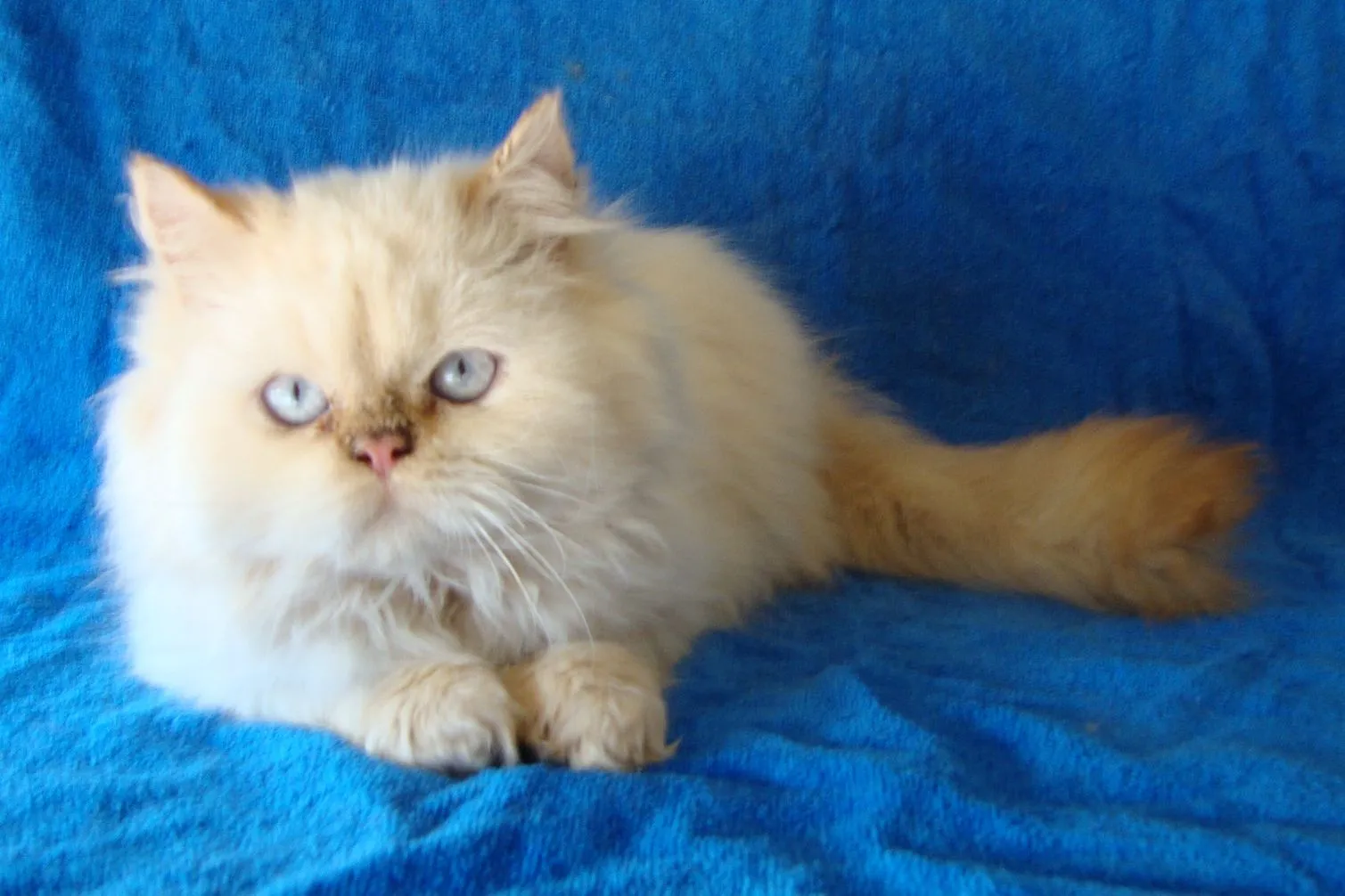 Gatos Persa Solidos Himalayos y Exoticos: Hermosos Gatitos Persa ... Gatos Persa Solidos Himalayos y Exoticos: Hermosos Gatitos Persa ...