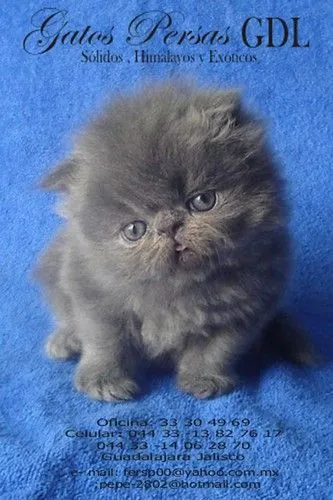 Gatos Persa Solidos Himalayos y Exoticos: Persa Azul Gatos Persa Solidos Himalayos y Exoticos: Persa Azul
