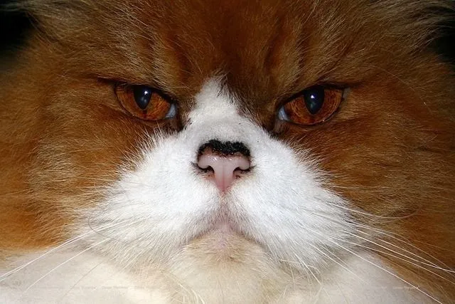 Gatos persas: cuidados y carácter