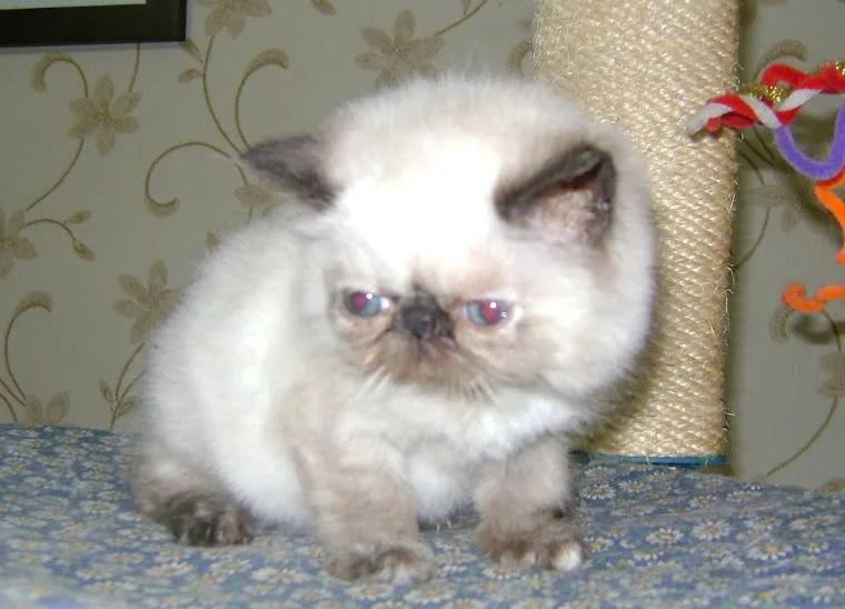 Gatos Persas Felices: Los mejores Gatos Felices!!