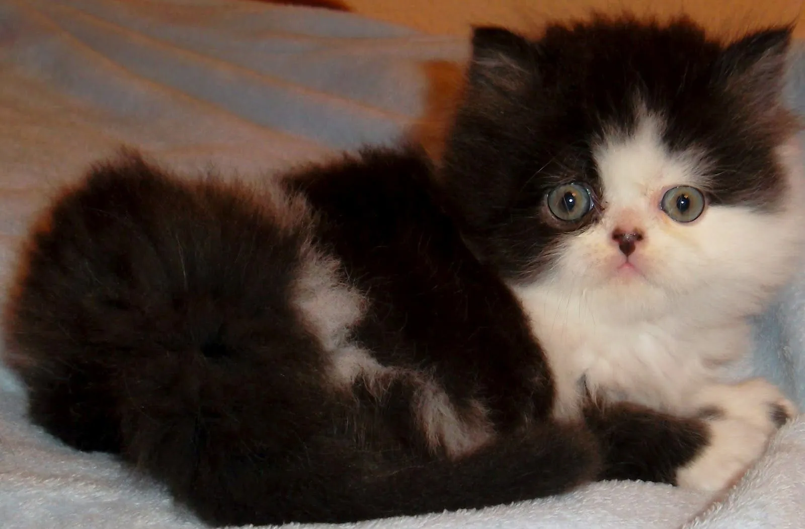 Gatos Persas Galindo: GATITO MACHO BICOLOR NEGRO Y BLANCO Gatos Persas Galindo: GATITO MACHO BICOLOR NEGRO Y BLANCO