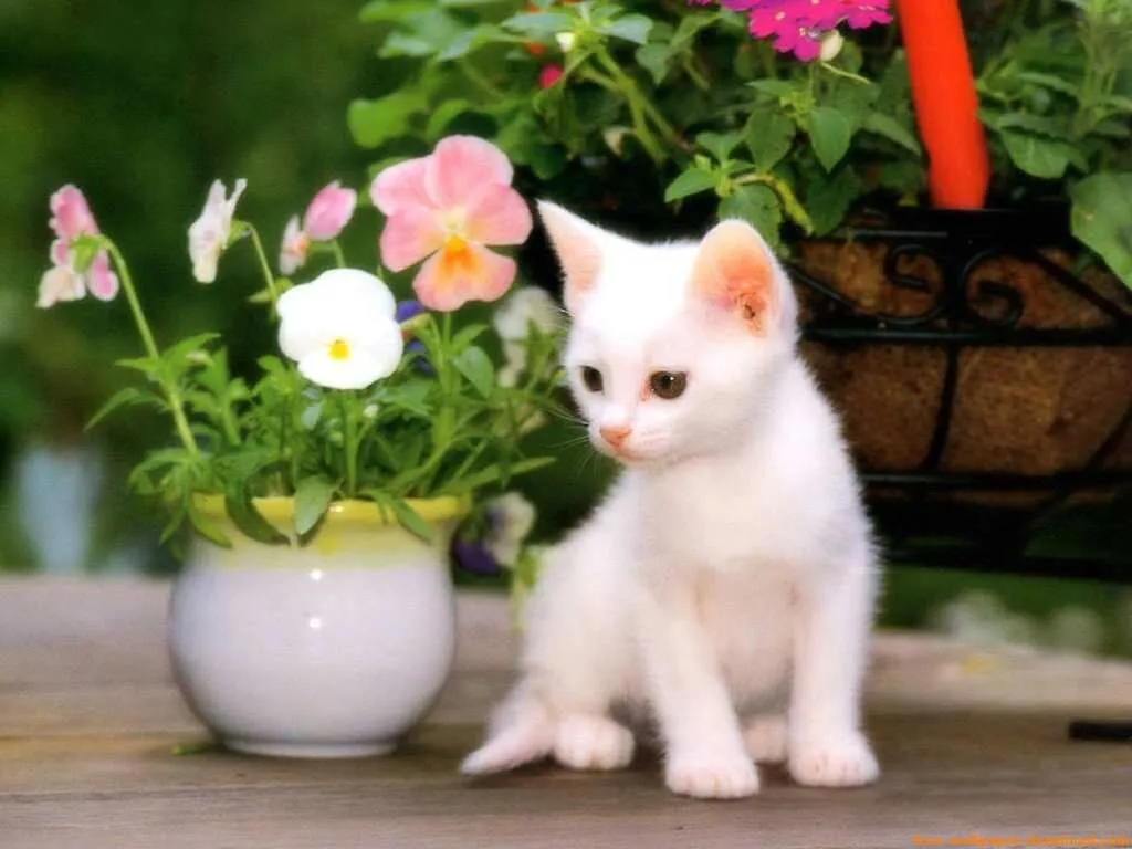 LOS DOS GATOS, POESÍA DE C.O. BUNGE. | Jovialiste's Blog LOS DOS GATOS, POESÍA DE C.O. BUNGE. | Jovialiste's Blog