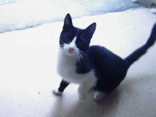 Gatos, Progape, Ourense. .::