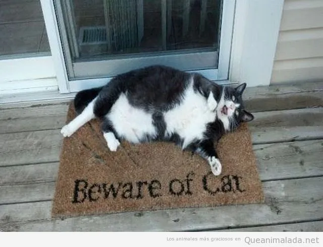 Gatos | ¡Qué animalada! | Fotos, vídeos y gifs de perros y gatos ...