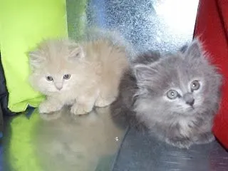 Gatos de raza