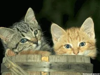 Los gatos recién nacidos tienen los ojos azules. Transcurren ...