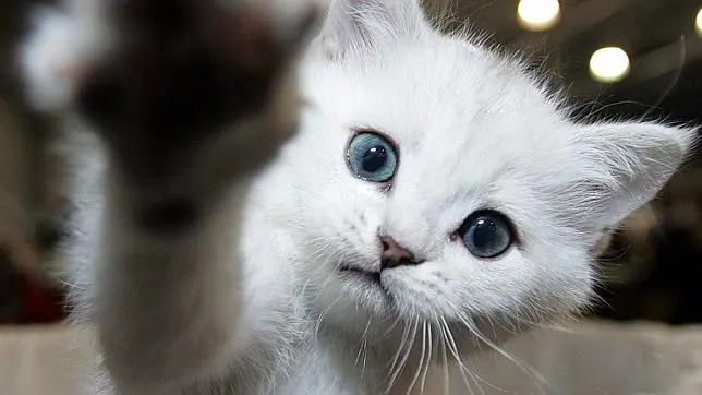 Los gatos reconocen la voz de su dueño, pero prefieren ignorarle ... Los gatos reconocen la voz de su dueño, pero prefieren ignorarle ...