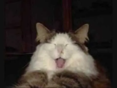 Gatos riendose que te hacen reir con sus risas - YouTube Gatos riendose que te hacen reir con sus risas - YouTube