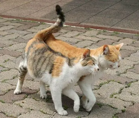 Gatos y San Valentin | Gatitos Adorables