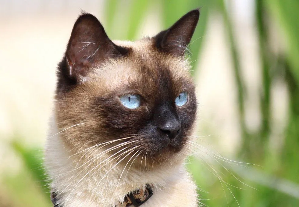 Gatos Siameses. MundoGatos.