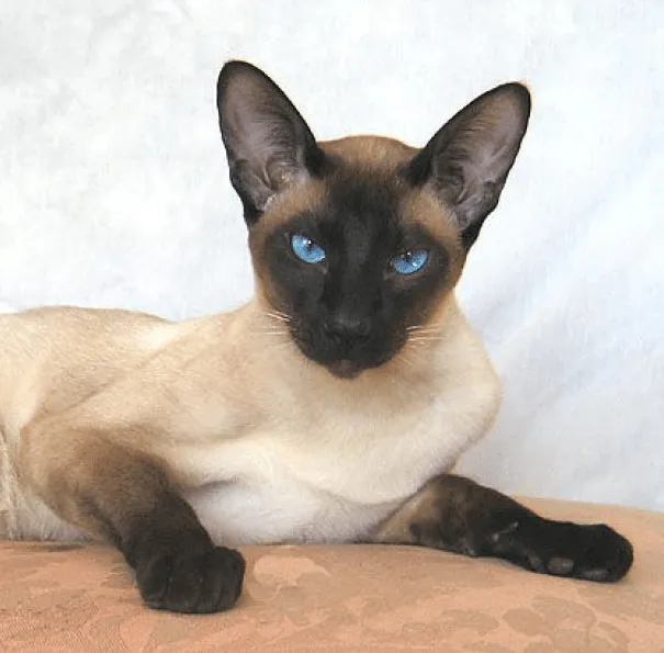 Razas de gatos. MundoGatos.com