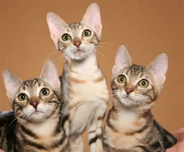 Gatos Sokoke. MundoGatos.com