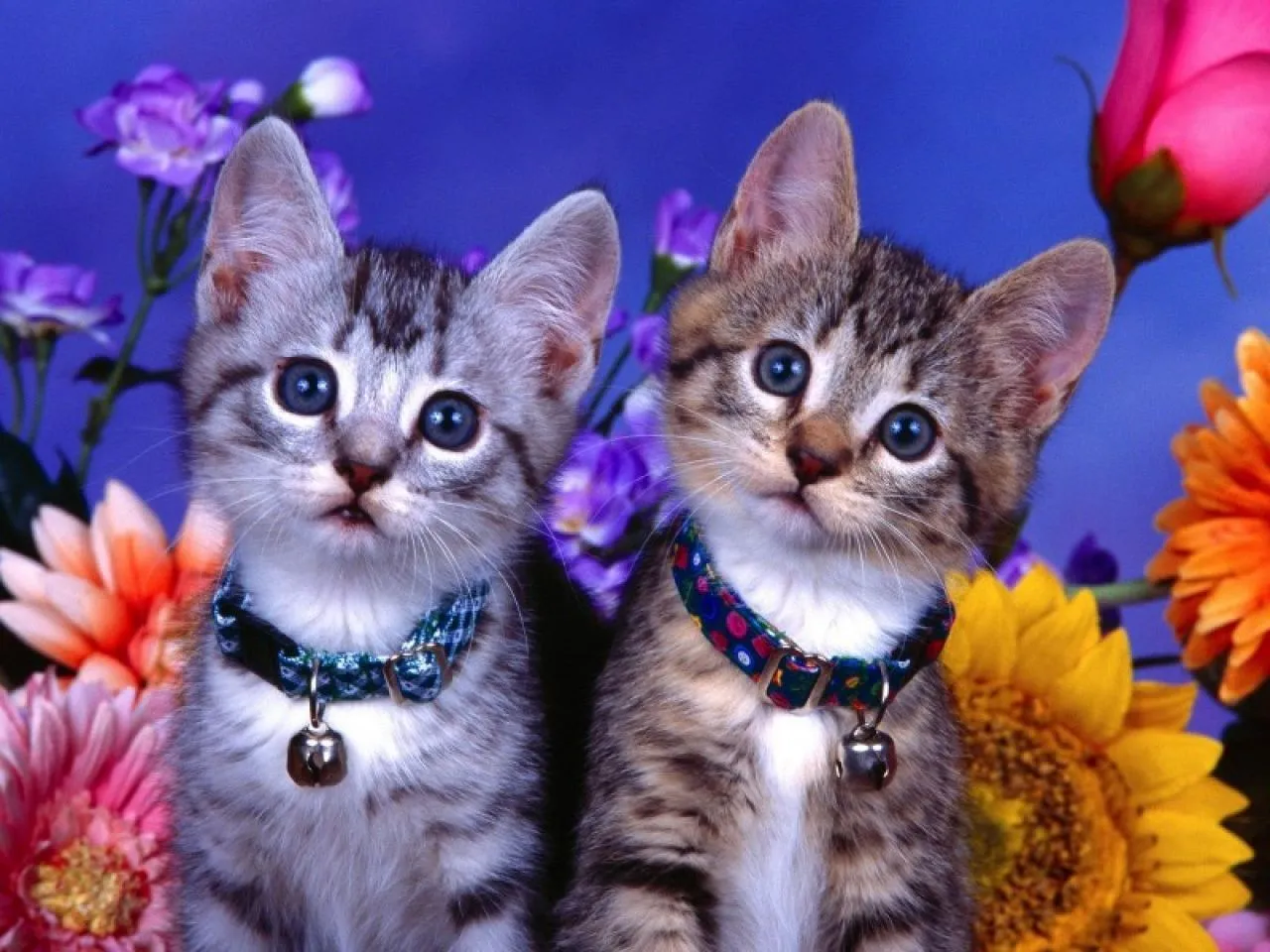 ... roto equivocada otro motivo imagenes relacionadas con gatos tiernos ... roto equivocada otro motivo imagenes relacionadas con gatos tiernos