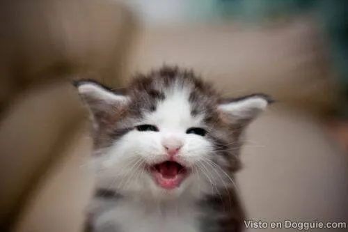 Gatos Tiernos Gif