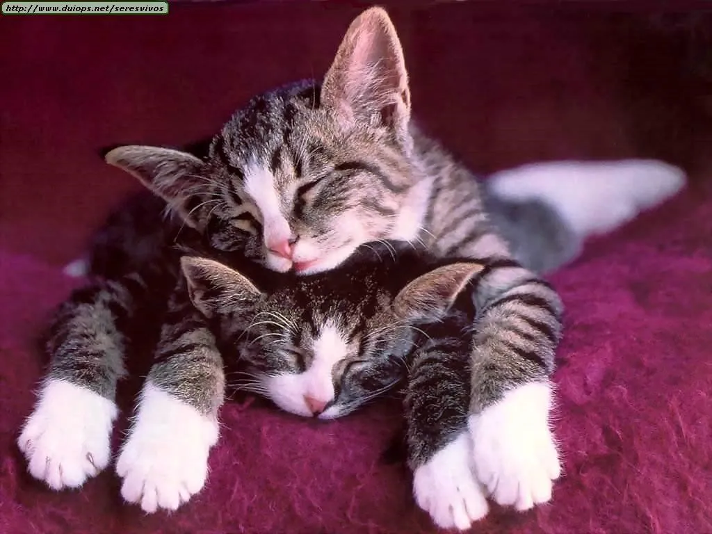 Los Gatos son muy tiernos y juguetones pero tienen una mala fama sin ... Los Gatos son muy tiernos y juguetones pero tienen una mala fama sin ...