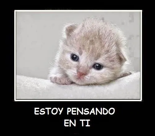 Gatos tiernos con mensajes | Imagenes de amor bonitas Gatos tiernos con mensajes | Imagenes de amor bonitas