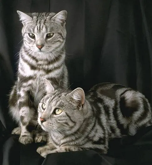 Gatitos tiernos con movimiento - Imagui
