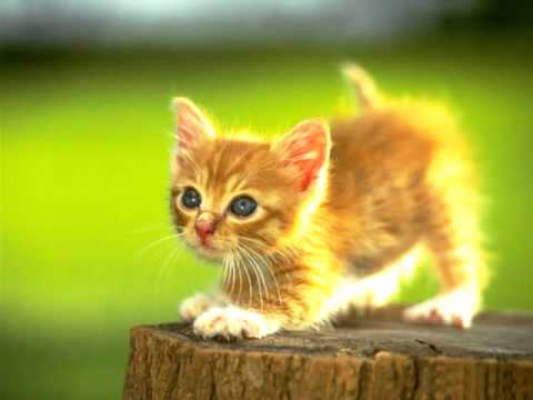 Los 5 gatos mas tiernos del mundo - YouTube